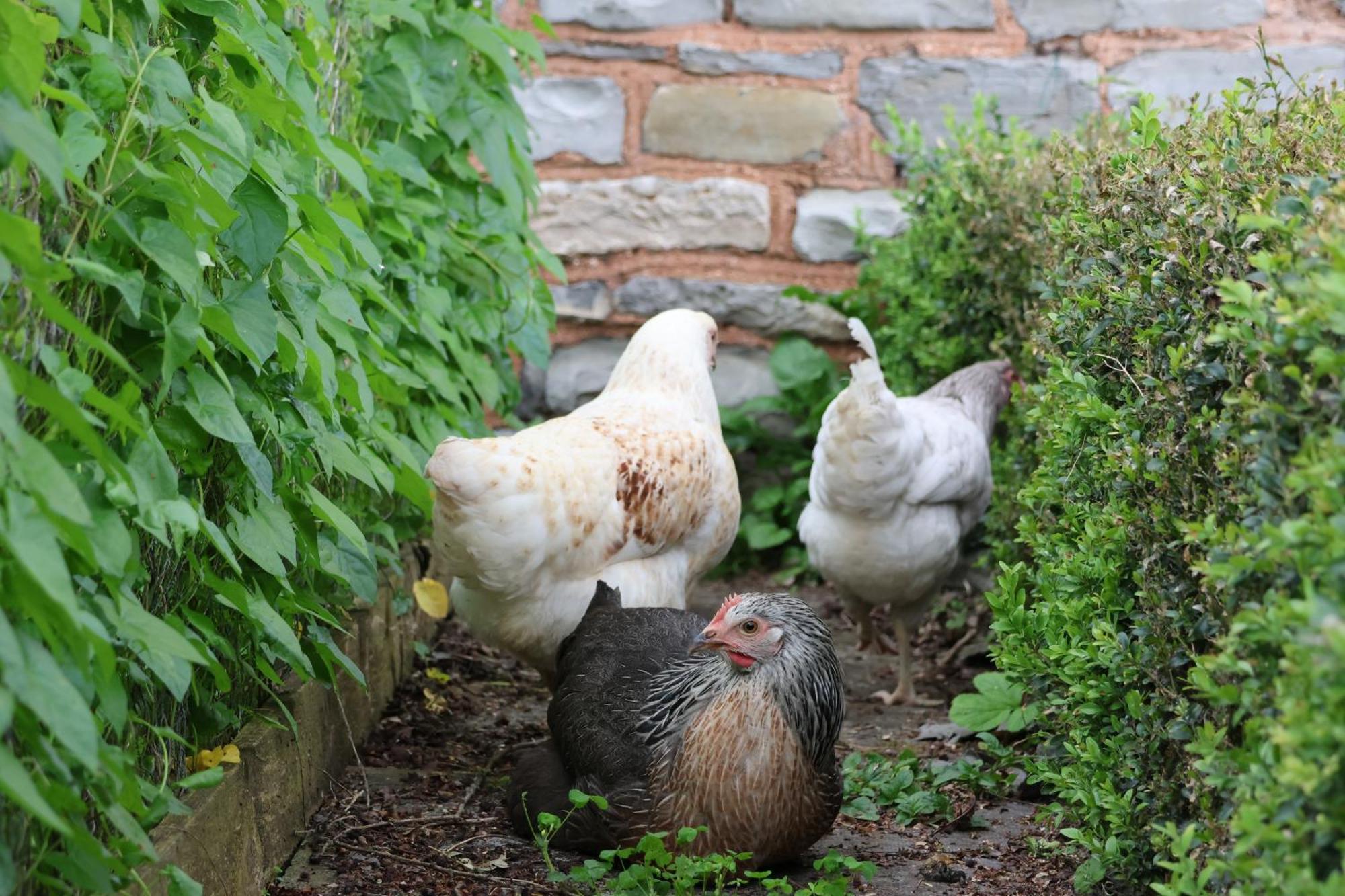 Tranquil And Cosy Cottage On The Somerset Levels ブリッジウォーター エクステリア 写真